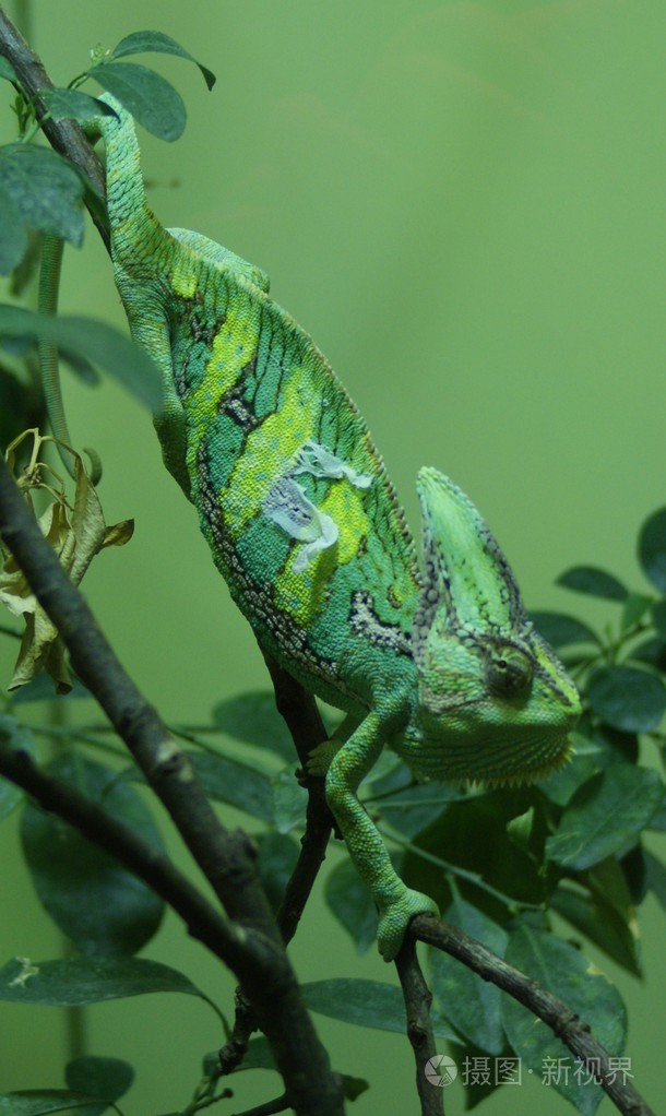 高冠的变色龙chamaeleocalyptratus