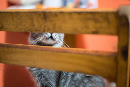 木椅背后的灰猫
