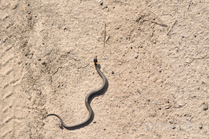 在沙滩上爬行的蛇