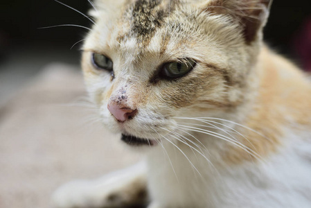 白色国产猫肖像特写