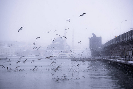 冬季海景的流行新 Mosgue 和加拉塔大桥. 海鸥在冬天的雪天上空飞过