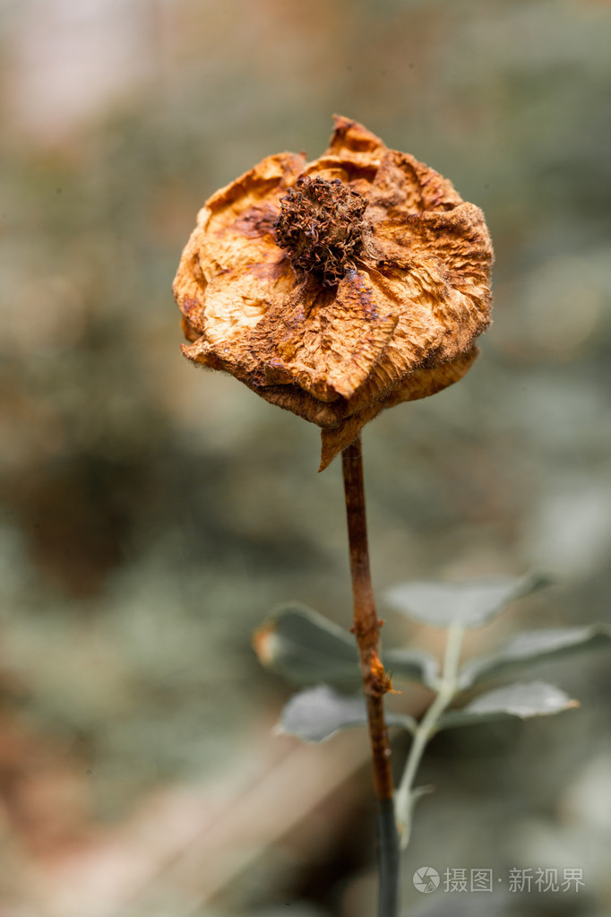 花园里花朵枯萎的图片图片