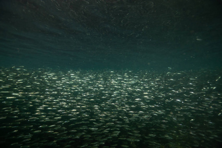 美丽的水下场景在太平洋与一群小鱼在水中游泳。在加拿大公元前的温哥华岛北部的哈迪港附近拍摄