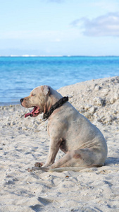 在波利尼西亚海滩一条狗在海边休息