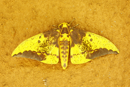 黄色的大飞蛾在墙上照片