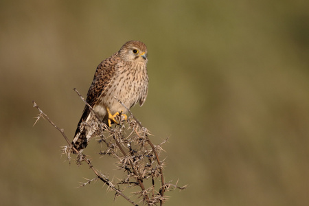 小隼，falco naumanni