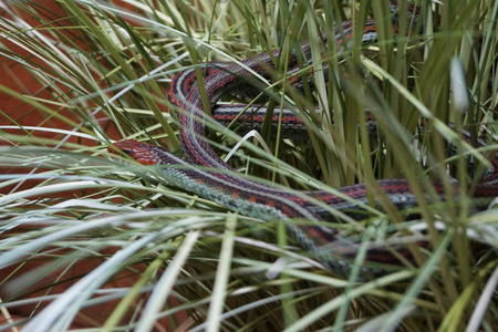 旧金山袜带蛇thamnophis sirtalis tetrataenia