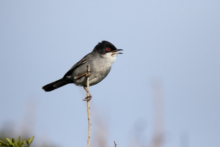 撒丁岛莺，西尔维娅 melanocephala