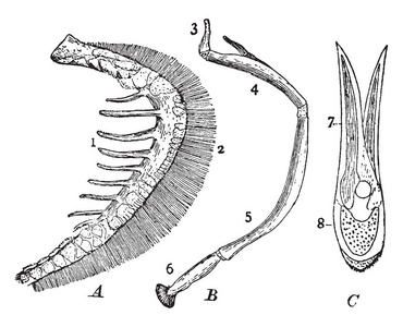 部分鱼鳃, 其中第一鳃拱左侧的黑低音, 复古线画