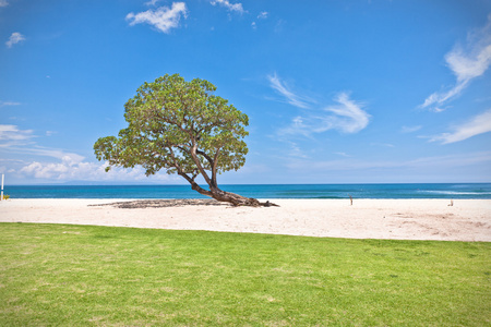 在海滩上的一个绿树