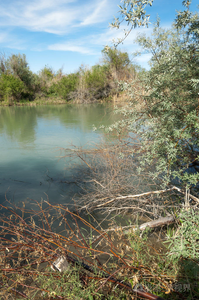 草原河芦苇夏天