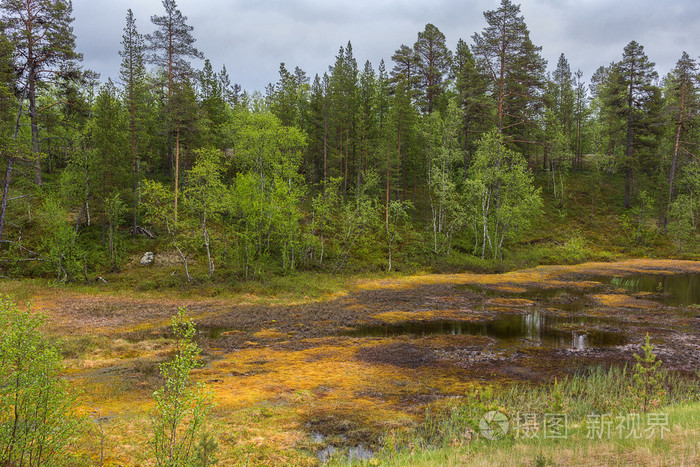 在暑假期间拉普兰北部地区的沼泽地