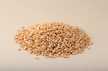 小麦籽粒的堆