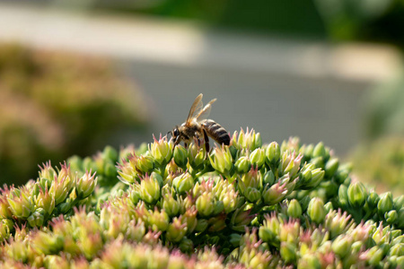 蜜蜂特写花。蜜蜂收集蜂蜜。大自然的昆虫在花上采集花蜜