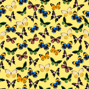无缝的彩色背景作出的不同种类蝴蝶