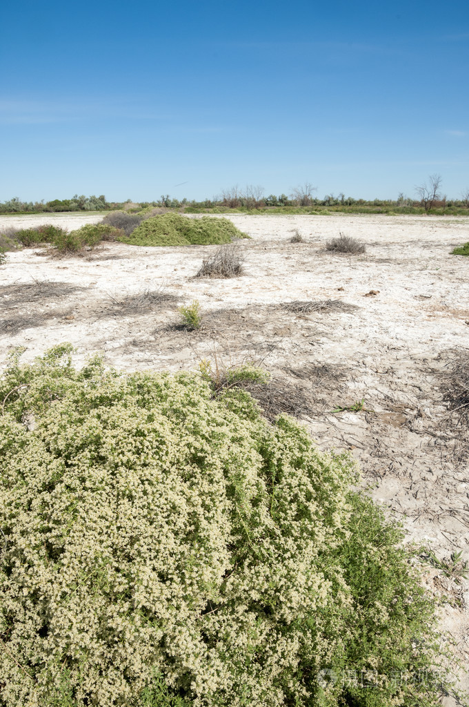 草原盐渍土