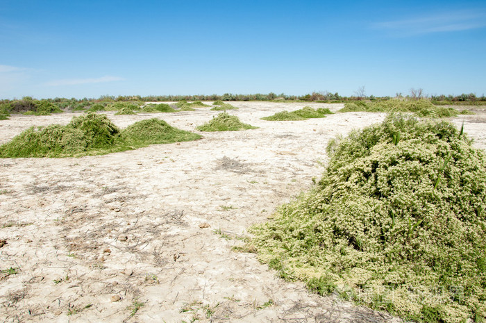 草原盐渍土