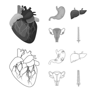 人体和人体图标的矢量图示。一套身体和医疗股票向量例证