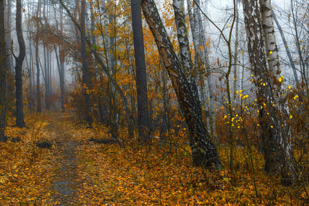 在秋天的森林里漫步。秋天的心情。秋天的颜色。忧郁
