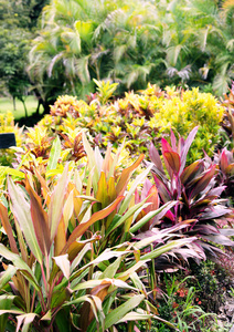 热带花卉和植物在哥斯达黎加的雨林