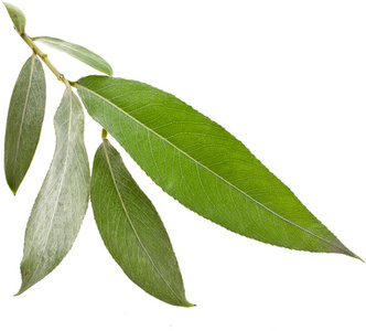 哭泣的树银叶子上孤立的白色背景照片