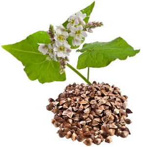 荞麦植物开花和孤立在白色背景上的荞麦粮堆照片