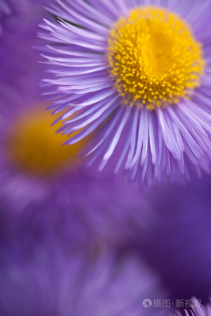 特写紫罗兰花为漂亮的图案的