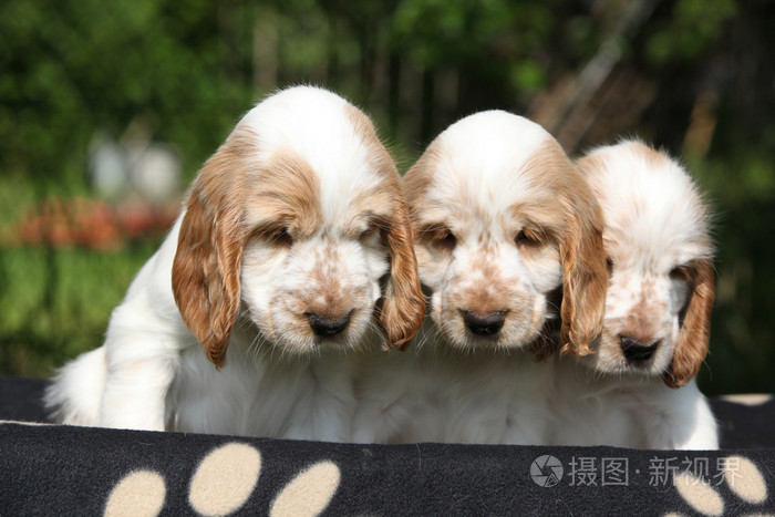华丽英语可卡犬小狗坐在照片 正版商用图片0b9ova 摄图新视界 华丽英语可卡犬小狗坐在照片 正版商用图片0b9ova 摄图新视界