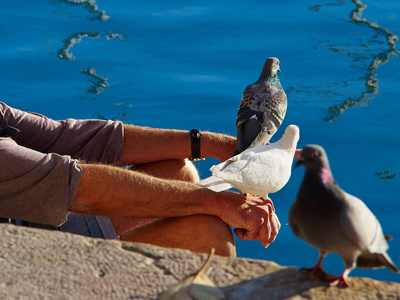城市场景一位老人喂鸽子坐在海边阿利坎特西班牙照片