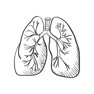 肺的简笔手绘图片图片