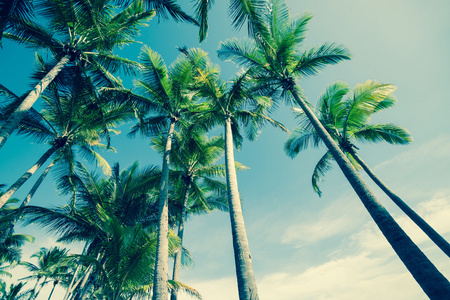 老式的热带棕榈树景
