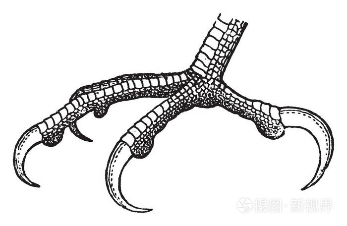 鸟爪子画法图图片