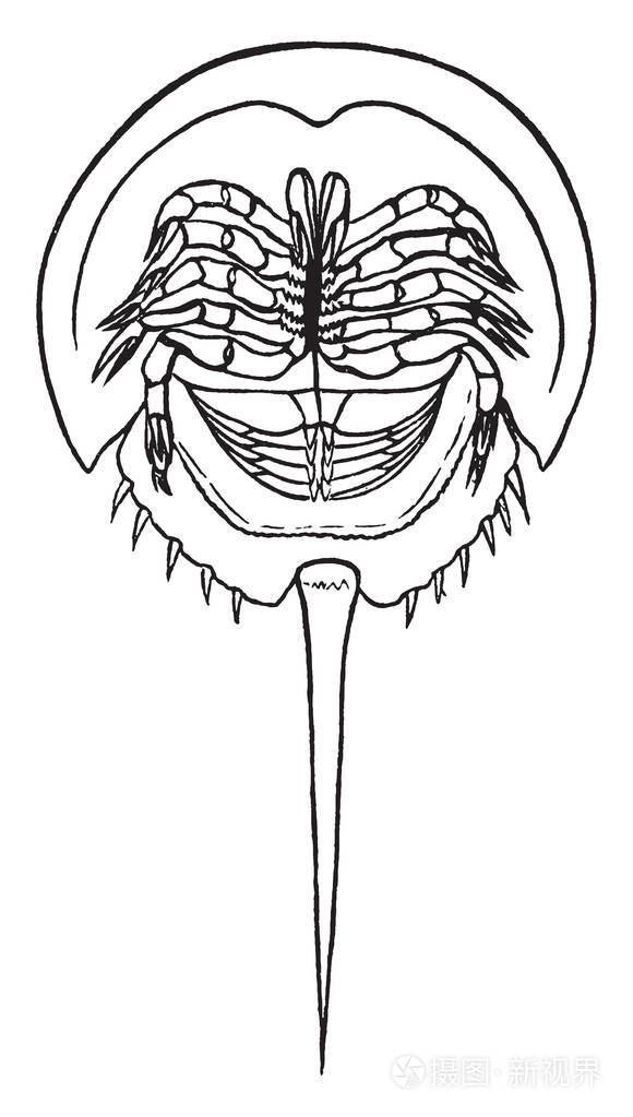 马蹄蟹代表一个命令叫xiphosura从事实腹部的末端配有长剑像脊椎复古