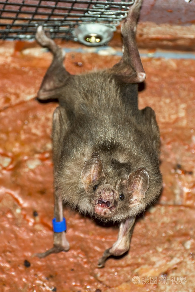 普通吸血鬼蝙蝠(desmodus rotundus)照片-正版商用图片0b9wuk-摄图新