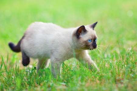 暹罗小猫在草地上行走