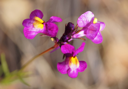 五颜六色的鲜花,从春天在日本柳穿鱼枝花照片