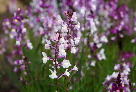 五颜六色的鲜花，从春天在日本柳穿鱼枝花