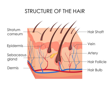 人发图的向量例证。一块人的皮肤和所有的结构的白色背景。治疗秃发, 脱毛概念
