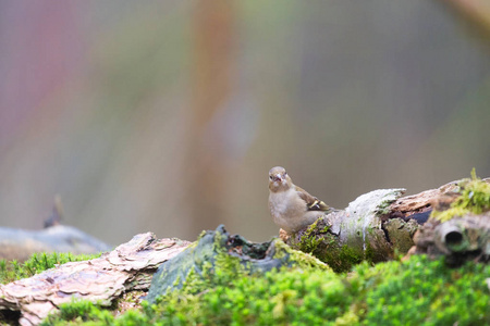 自然森林中的女性常见燕雀