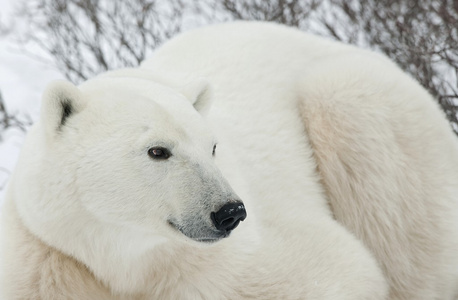 一只北极熊的肖像