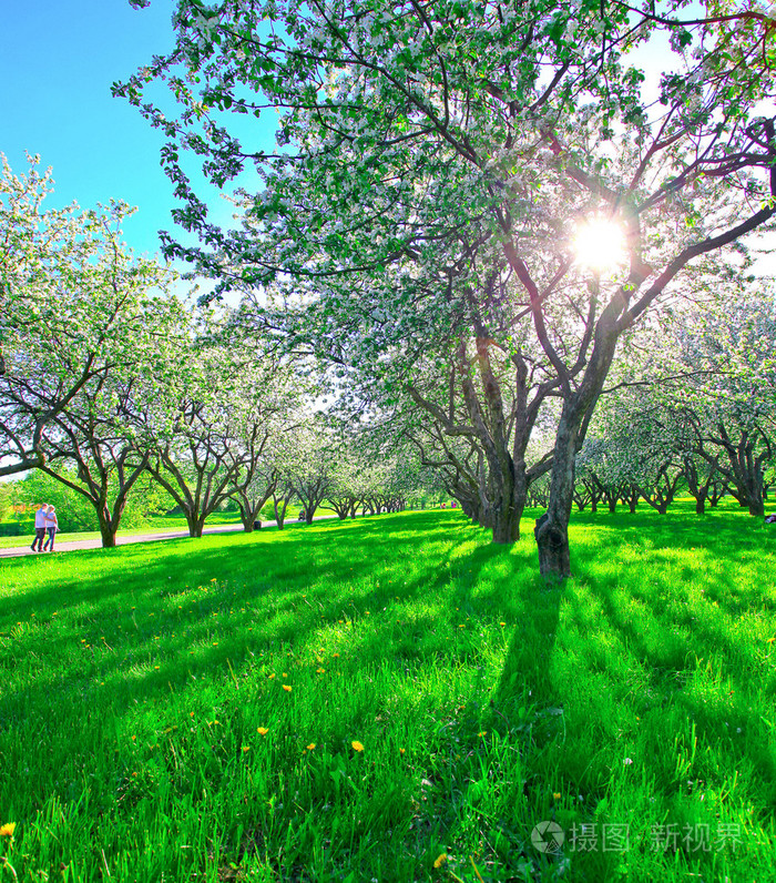 美丽春天公园盛开的苹果树木