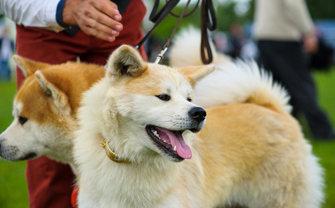 秋田犬狗