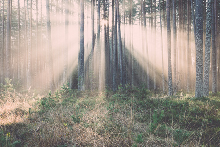 美丽光束通过树木的森林中。年份