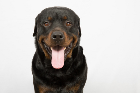 黑色的罗威纳犬图片