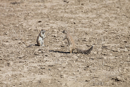 南非地面, Xerus inauris, 松鼠, 大羚羊国家公园, 南非