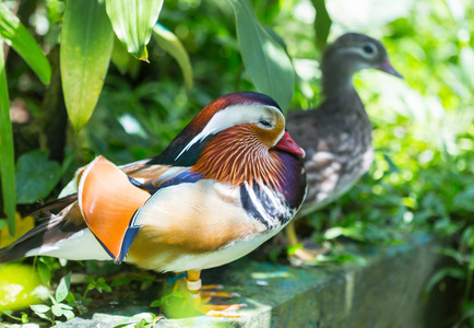 鸳鸯鸭是我们星球上最美丽的鸟之一.当然, 我们说的是德雷克.