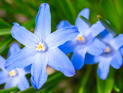 露西尔的 gloryofthesnow，chionodoxa luciliae