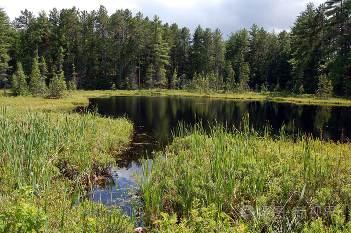 沼泽照片-正版商用图片0bamc9-摄图新视界