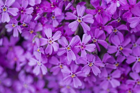 漂亮的紫色福禄草樱花组培快花