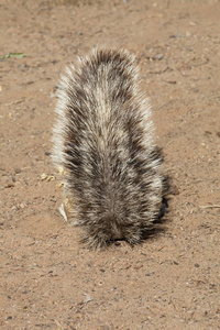 南非地面, Xerus inauris, 松鼠, 大羚羊国家公园, 南非